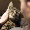 Liebevolle Katzenbetreuung in München Umgebung - Katzensitter Danny