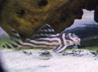 Netter L46 Zebra-Harnischwels