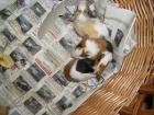 Junge Meerschweinchen in gute Hände abzugeben