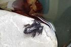 Gelbbauchunke Bombina variegata Nachzuchten