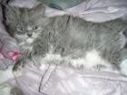 Katzenmädchen total schnurrig