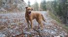 Labrador Rüde sucht neues Zuhause
